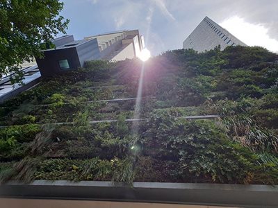 Close up of building facade with green vertical garden