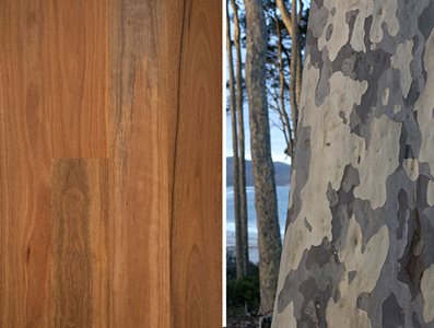 Havwoods Australian Collection Spotted Gum Swatch and Trees