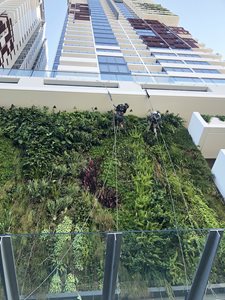 Fytogreen Horticultural Maintenance-Ivy-Apartments-QLD