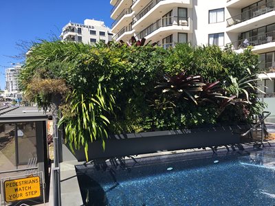 Fytogreen Fytowall-above-Pool_Breeze-Apartments-QLD3