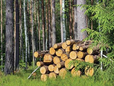 Havwoods Sustainable Timber Flooring Logs