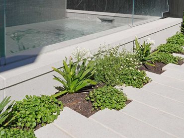 Flowering plants and shrubs interspersed across the courtyard soften the crisp pool and paving edges
