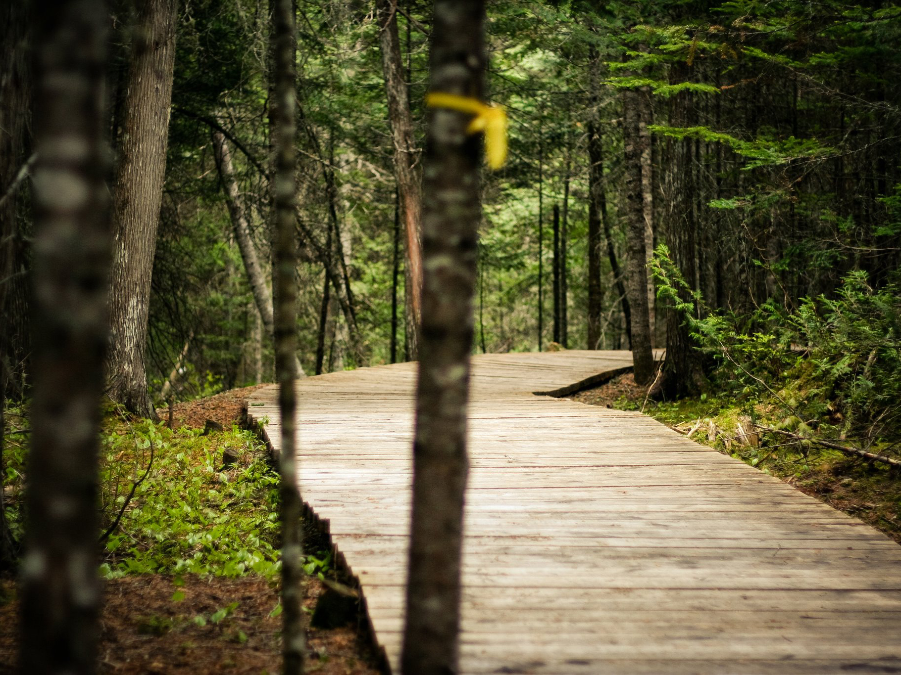 Mountain biking seems harmless but can damage soil and scare wildlife. Image: vonm.ca
