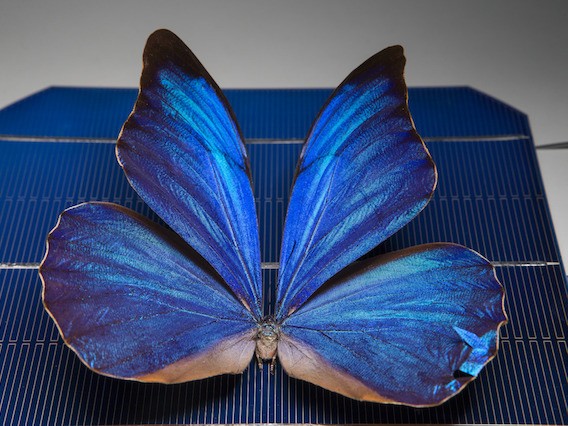 Researchers at ANU have designed smart solar windows inspired by the wings of butterflies. Image: Australian National University
