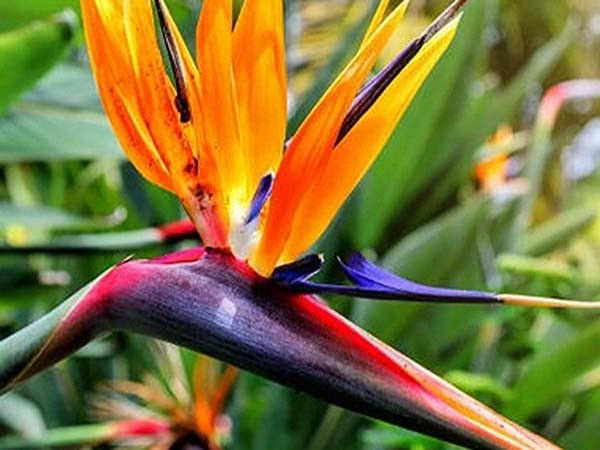 Bird of Paradise.&nbsp;Image Source: http://www.flowermeaning.com/bird-of-paradise-flower-meaning/

