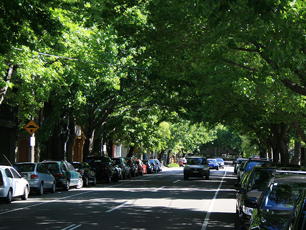 How trees can mitigate heat in urban ecosystems