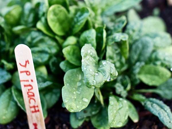 Accelerated demand for home-based food gardens says urban farming company